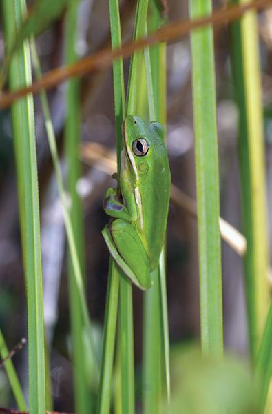 A bright green frog that is well camouflaged while clinging to a green stem.